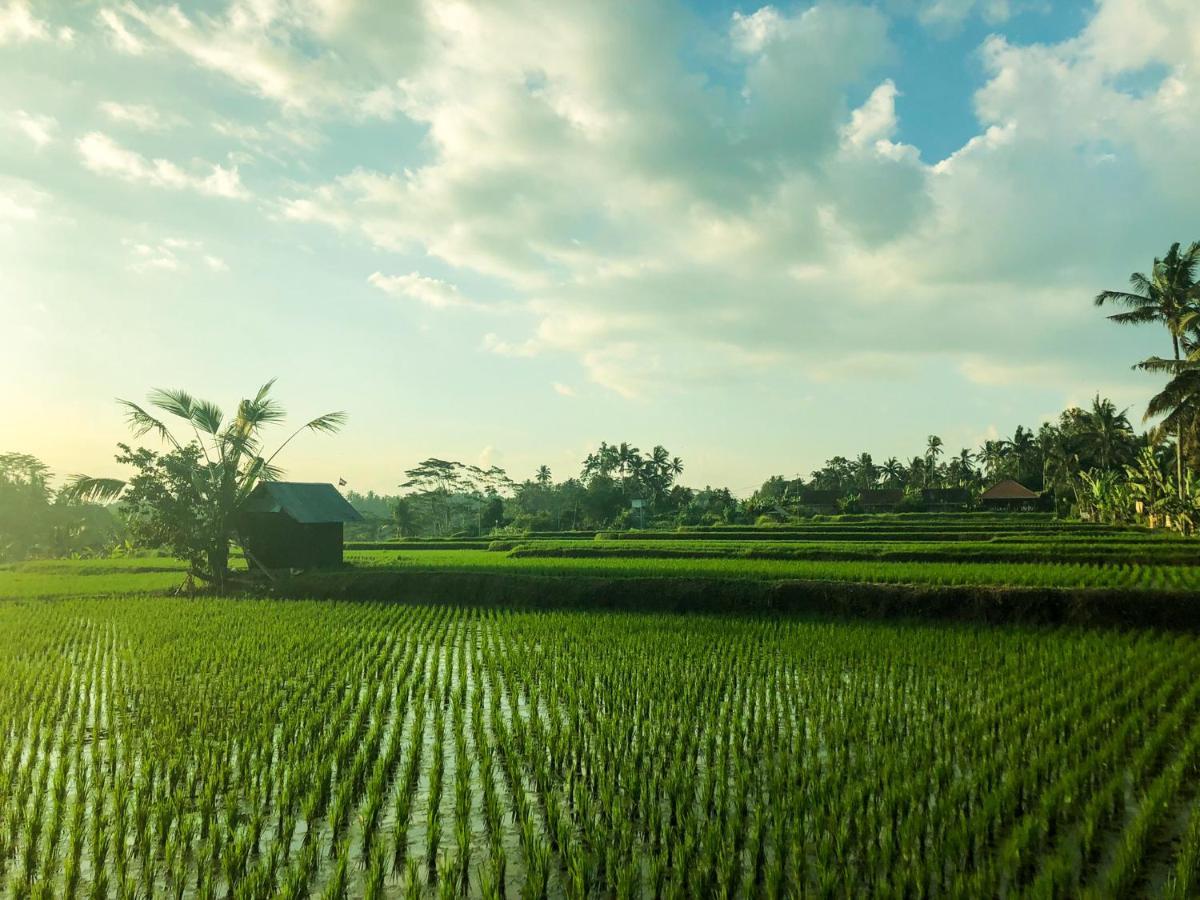 Rayshiva Homestay Ubud  Exterior photo